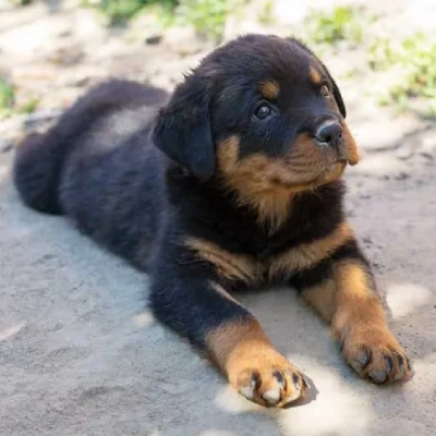 Rottweiler Price in Delhi | Rottweiler Puppies for sale in Delhi
