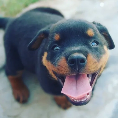 Rottweiler Price in Bangalore | Rottweiler Puppies for sale in Bangalore