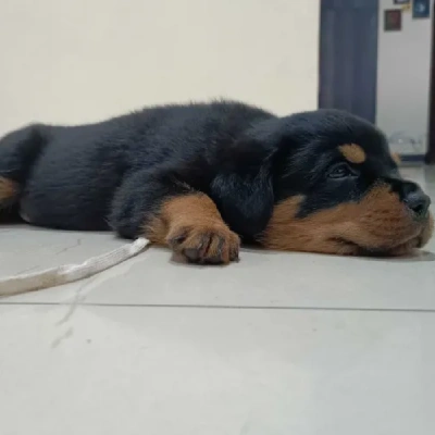 Rottweiler Price in Surat | Rottweiler Puppies for sale in Surat