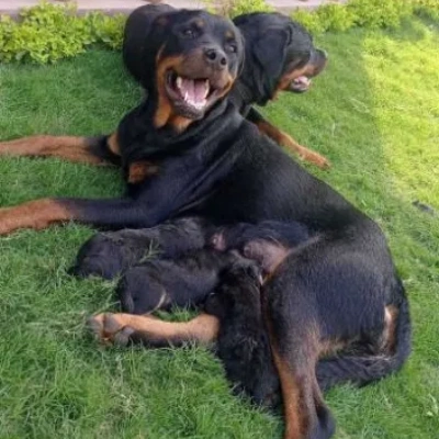 Rottweiler Price in Pune | Rottweiler Puppies for sale in Pune