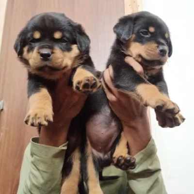 Rottweiler Price in Chennai | Rottweiler Puppies for sale in Chennai