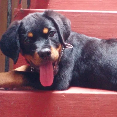 Rottweiler Price in Bangalore | Rottweiler Puppies for sale in Bangalore