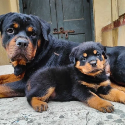 Rottweiler Price in Bangalore | Rottweiler Puppies for sale in Bangalore