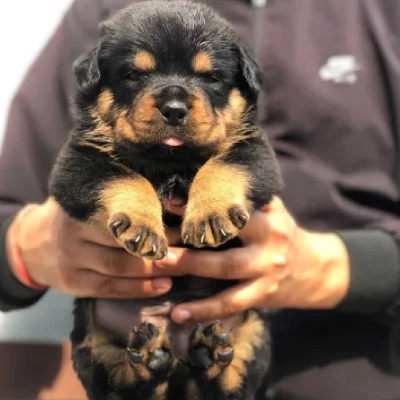 Rottweiler Price in Surat | Rottweiler Puppies for sale in Surat