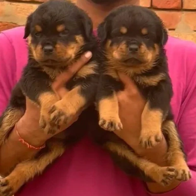 Rottweiler Price in Surat | Rottweiler Puppies for sale in Surat