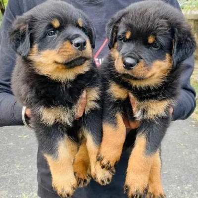 Rottweiler Price in Bangalore | Rottweiler Puppies for sale in Bangalore