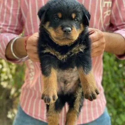 Rottweiler Price in Pune | Rottweiler Puppies for sale in Pune