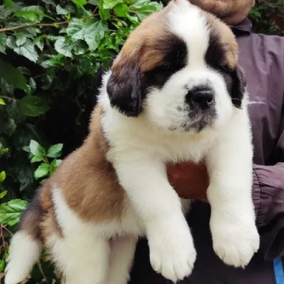 Saint Bernard Price in Surat | Saint Bernard Puppies for sale in Surat