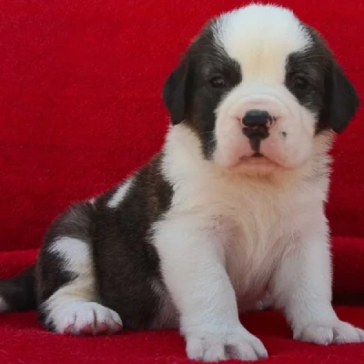Saint Bernard Price in Surat | Saint Bernard Puppies for sale in Surat