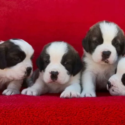 Saint Bernard Price in Surat | Saint Bernard Puppies for sale in Surat