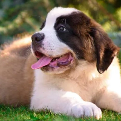 Saint Bernard Price in Surat | Saint Bernard Puppies for sale in Surat