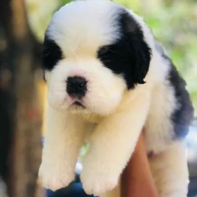 Saint Bernard Price in Surat | Saint Bernard Puppies for sale in Surat