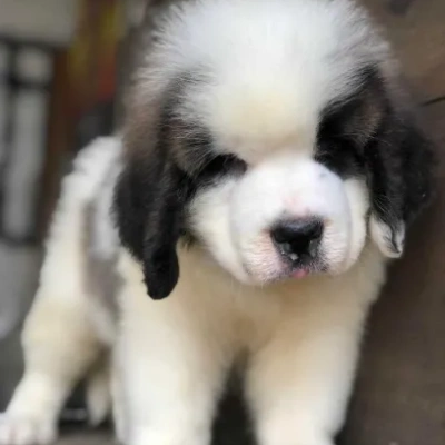 Saint Bernard Price in Surat | Saint Bernard Puppies for sale in Surat