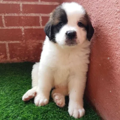 Saint Bernard Price in Surat | Saint Bernard Puppies for sale in Surat