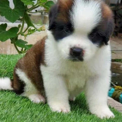 Saint Bernard Price in Surat | Saint Bernard Puppies for sale in Surat