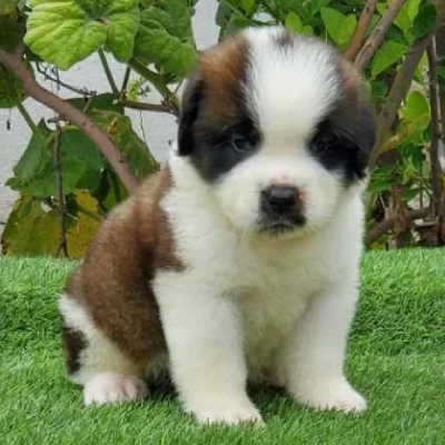 Saint Bernard Price in Surat | Saint Bernard Puppies for sale in Surat