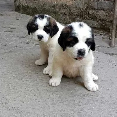 Saint Bernard Price in Surat | Saint Bernard Puppies for sale in Surat
