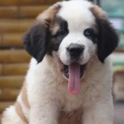 Saint Bernard Price in Surat | Saint Bernard Puppies for sale in Surat