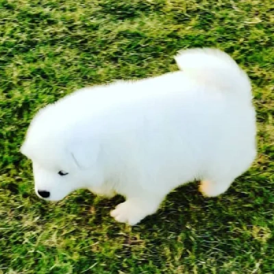 Samoyed Price in Surat | Samoyed Puppies for sale in Surat