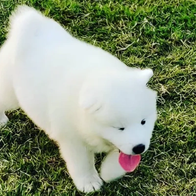 Samoyed Price in Surat | Samoyed Puppies for sale in Surat