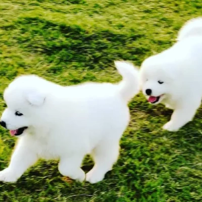 Samoyed Price in Surat | Samoyed Puppies for sale in Surat