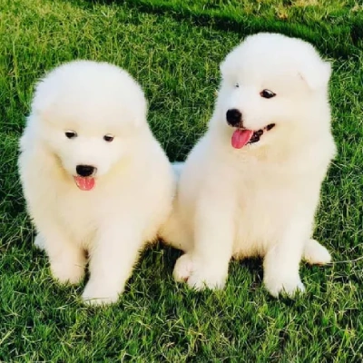 Samoyed Price in Surat | Samoyed Puppies for sale in Surat