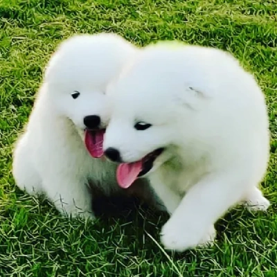Samoyed Price in Surat | Samoyed Puppies for sale in Surat