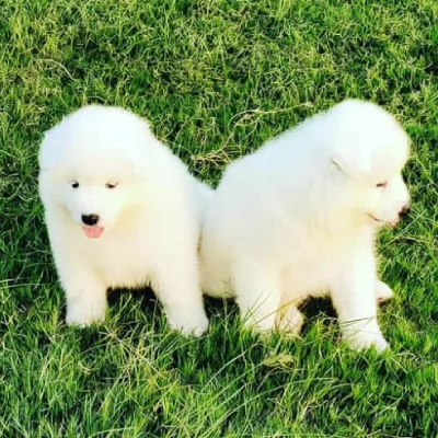 Samoyed Price in Surat | Samoyed Puppies for sale in Surat