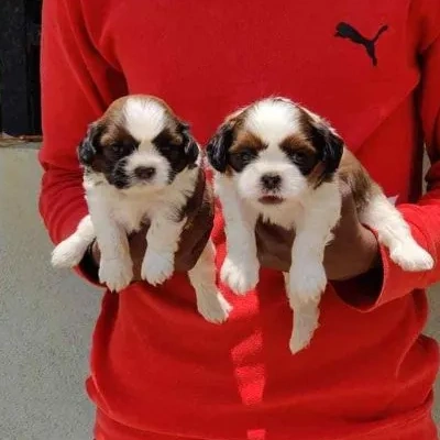 Shih Tzu Price in Noida | Shih Tzu Puppies for sale in Noida