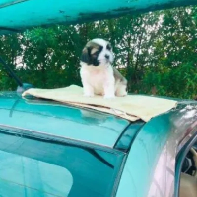 Shih Tzu Price in Nashik | Shih Tzu Puppies for sale in Nashik