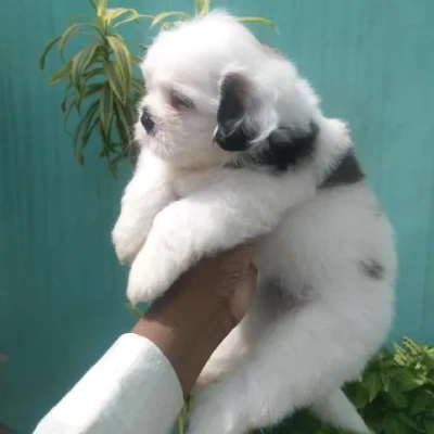 Shih Tzu Price in Noida | Shih Tzu Puppies for sale in Noida