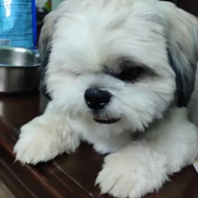 Shih Tzu Price in Nashik | Shih Tzu Puppies for sale in Nashik