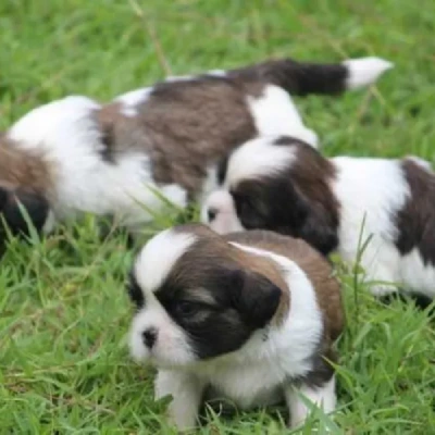 Shih Tzu Price in Mumbai | Shih Tzu Puppies for sale in Mumbai