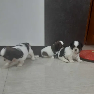 Shih Tzu Price in Chennai
 | Shih Tzu Puppies for sale in Chennai
