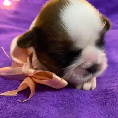 Shih Tzu Price in Pune | Shih Tzu Puppies for sale in Pune