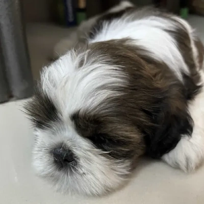 Shih Tzu Price in Hyderabad | Shih Tzu Puppies for sale in Hyderabad