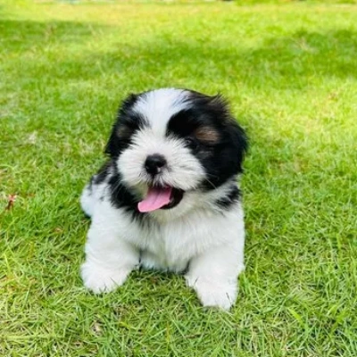 Shih Tzu Price in Chennai
 | Shih Tzu Puppies for sale in Chennai
