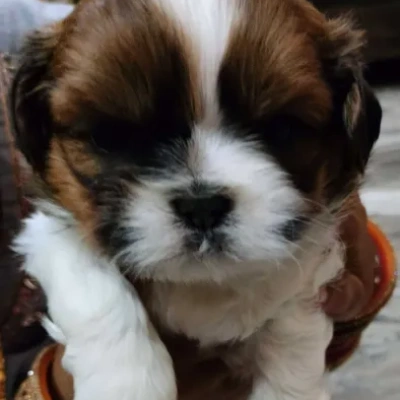 Shih Tzu Price in Chennai
 | Shih Tzu Puppies for sale in Chennai
