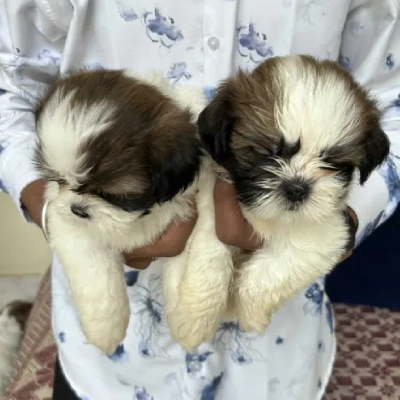 Shih Tzu Price in Chennai
 | Shih Tzu Puppies for sale in Chennai
