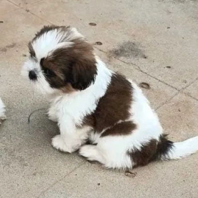 Shih Tzu Price in Nashik | Shih Tzu Puppies for sale in Nashik