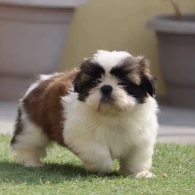Shih Tzu Price in Chennai
 | Shih Tzu Puppies for sale in Chennai
