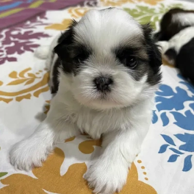 Shih Tzu Price in Nashik | Shih Tzu Puppies for sale in Nashik