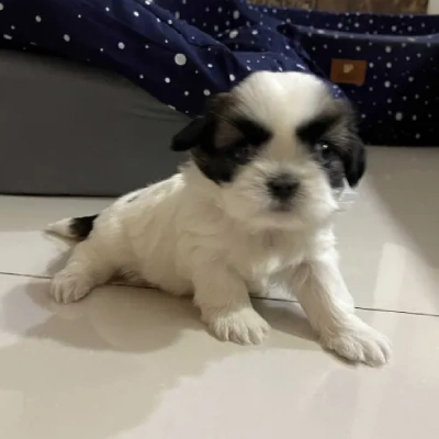 Shih Tzu Price in Bangalore | Shih Tzu Puppies for sale in Bangalore