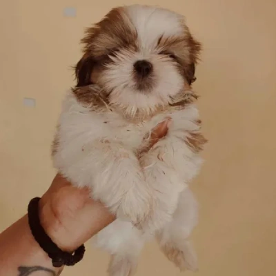 Shih Tzu Price in Nashik | Shih Tzu Puppies for sale in Nashik