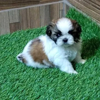 Shih Tzu Price in Noida | Shih Tzu Puppies for sale in Noida