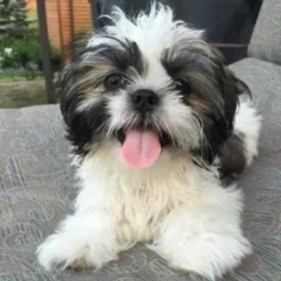 Shih Tzu Price in Bangalore | Shih Tzu Puppies for sale in Bangalore