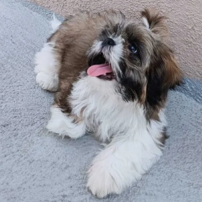 Shih Tzu Price in Pune | Shih Tzu Puppies for sale in Pune