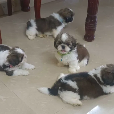 Shih Tzu Price in Surat | Shih Tzu Puppies for sale in Surat