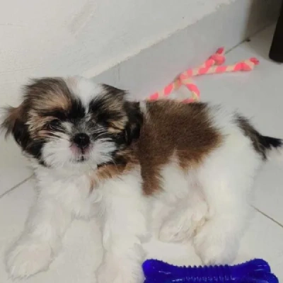 Shih Tzu Price in Pune | Shih Tzu Puppies for sale in Pune