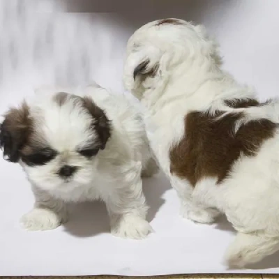 Shih Tzu Price in Bangalore | Shih Tzu Puppies for sale in Bangalore